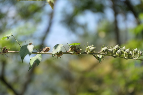 Hibiscus lunariifolius, photograph 3