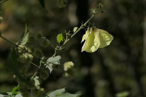 Hibiscus lunariifolius, photograph 4