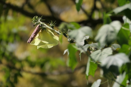 Hibiscus lunariifolius, photograph 5