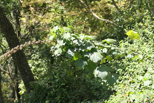 Hibiscus lunariifolius, photograph 6