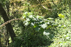 Hibiscus lunariifolius, photograph (c) Dinesh Valke, some rights reserved (CC BY-SA)