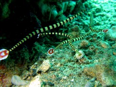 Dunckerocampus dactyliophorus