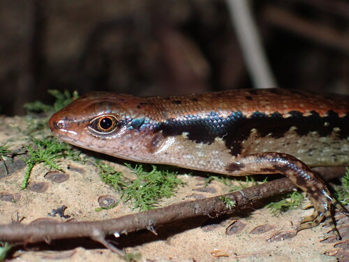 Negros Sphenomorphus, Insulasaurus arborens