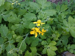 Chelidonium majus