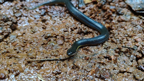 Rice Paddy Snake
