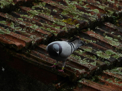Columba livia domestica
