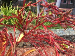 Aechmea blanchetiana