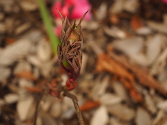 Paeonia × suffruticosa