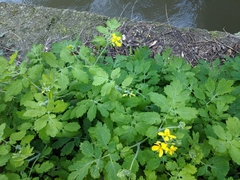 Chelidonium majus