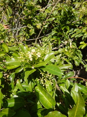 Exothea paniculata
