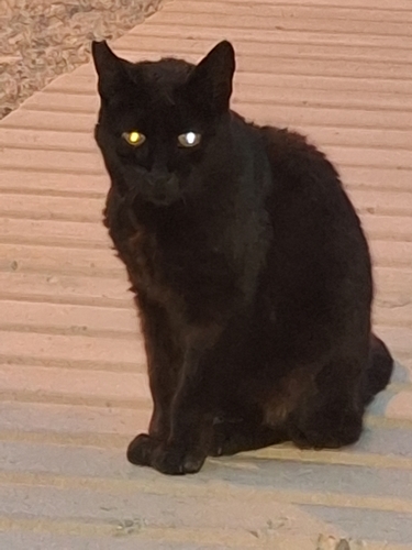 Avistamiento Gato montés (Sierra Nevada)