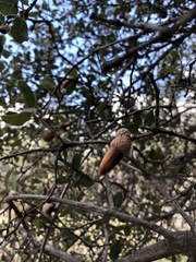 Quercus wislizeni wislizeni