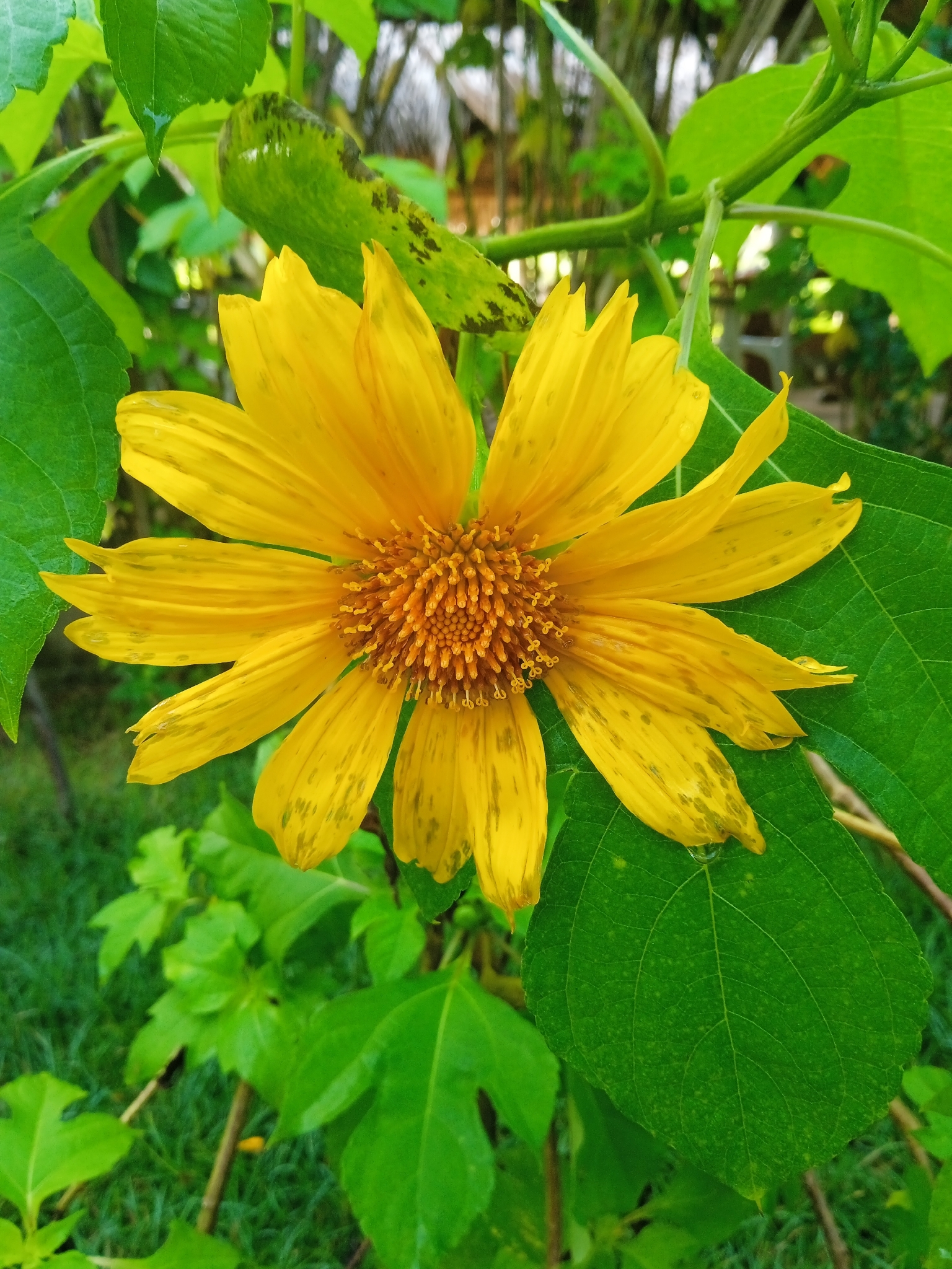 Tithonia diversifolia
