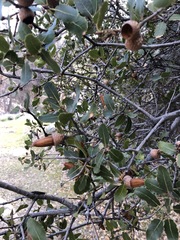 Quercus wislizeni wislizeni