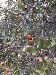 Quercus wislizeni wislizeni