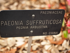 Paeonia × suffruticosa