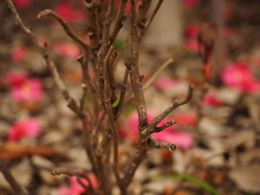 Paeonia × suffruticosa