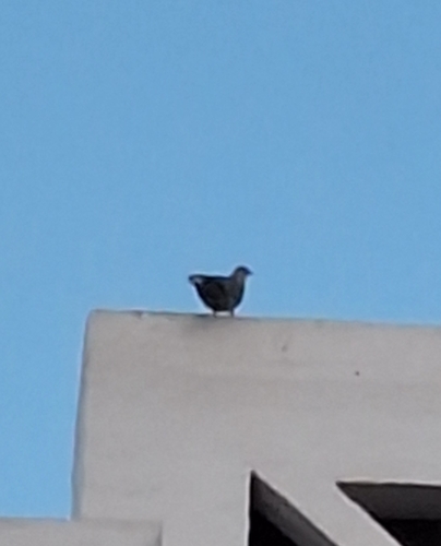 Avistamiento Streptopelia decaocto