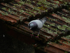 Columba livia domestica