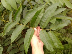 Senna viarum