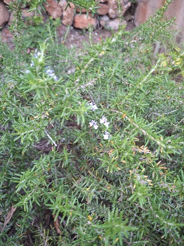 Avistamiento Salvia rosmarinus