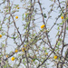 Acacia ehrenbergiana