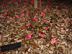 Paeonia × suffruticosa