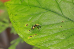 Hypselonotus linea