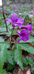 Cardamine glanduligera
