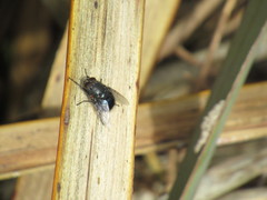 Calliphora quadrimaculata
