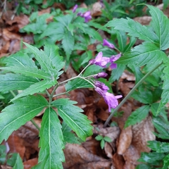 Cardamine glanduligera