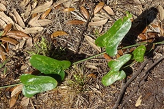 Smilax bona-nox image