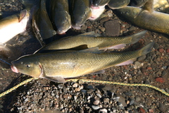 Catostomus occidentalis