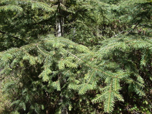 sacred fir