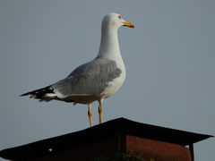 Larus michahellis