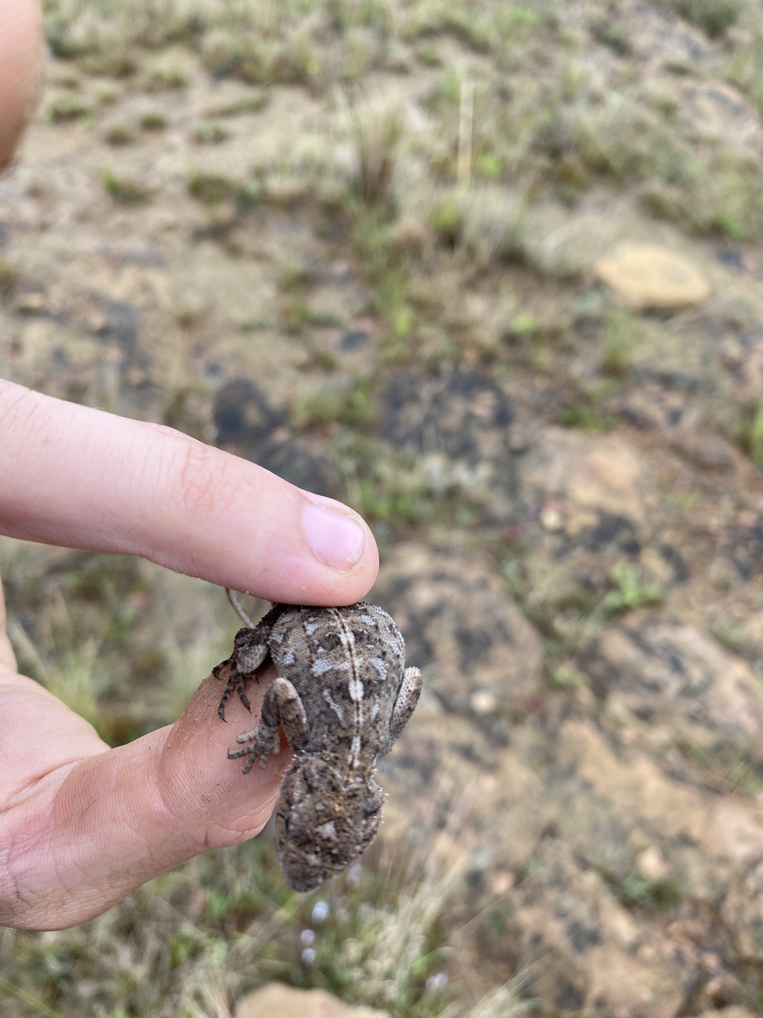 Agama aculeata distanti (Boulenger, 1902)
