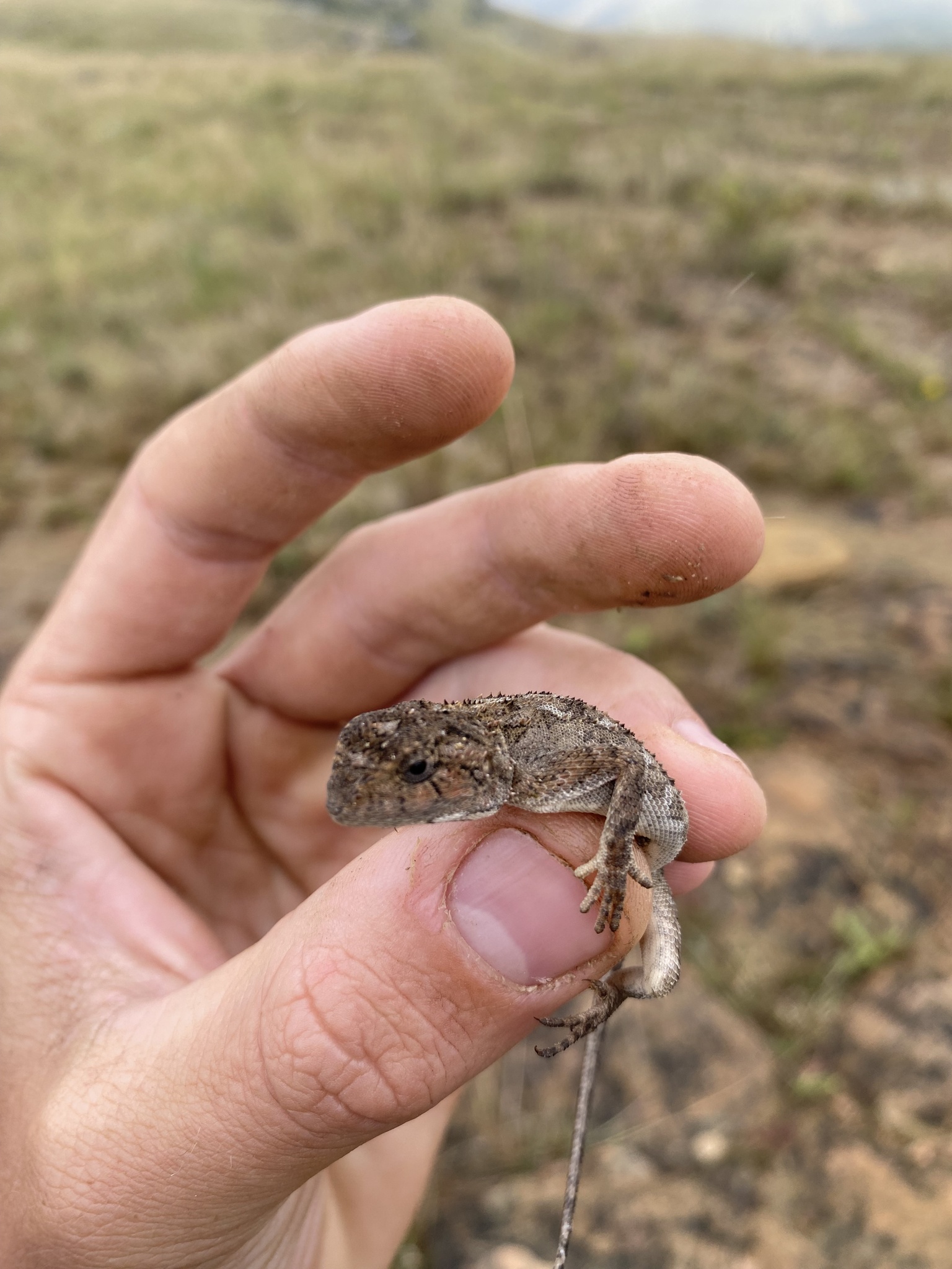 Agama aculeata distanti (Boulenger, 1902)