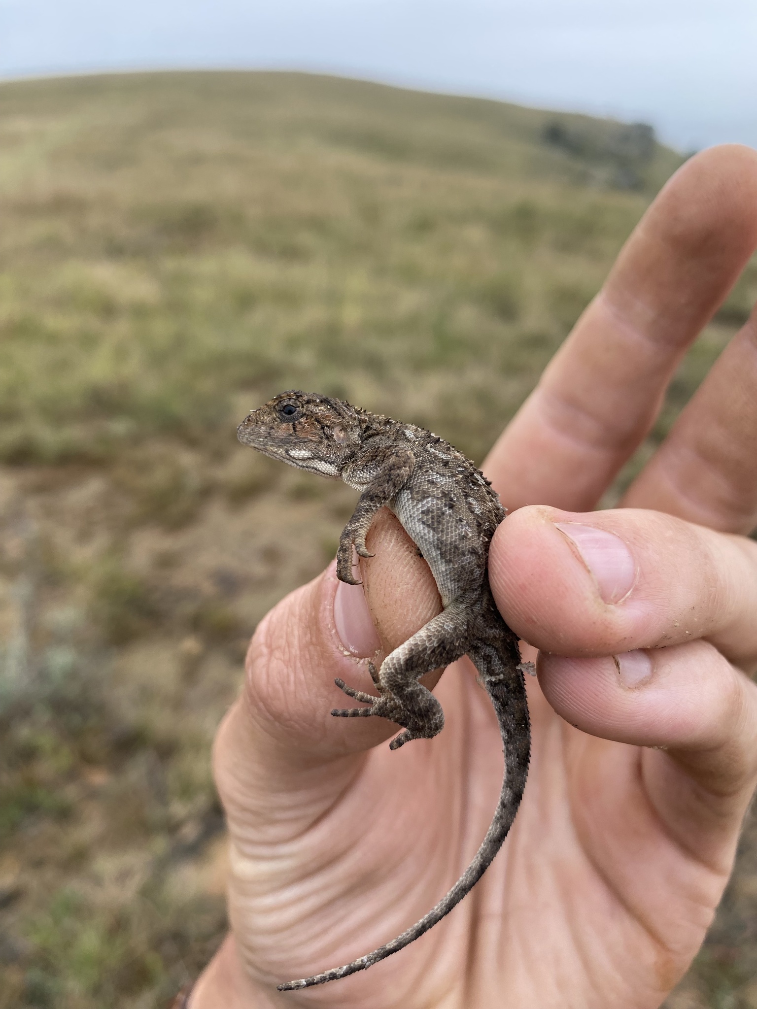 Agama aculeata distanti (Boulenger, 1902)