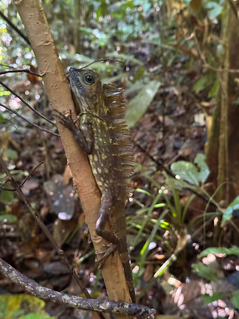 Bunglon Kalimantan (Gonocephalus bornensis)