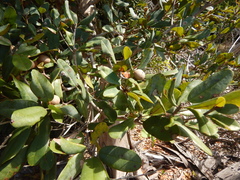 Manilkara jaimiqui emarginata