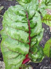 Beta vulgaris cicla