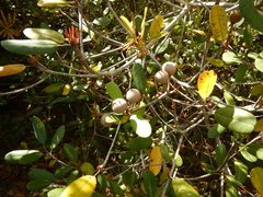 Manilkara jaimiqui emarginata