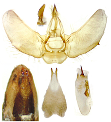 Eupithecia tripunctaria