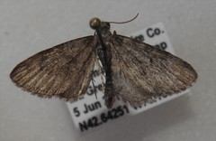 Eupithecia tripunctaria