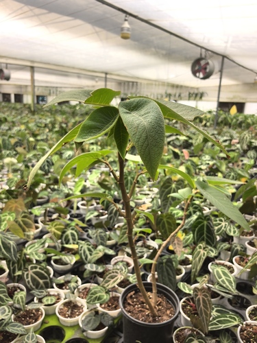 Begonia egregia