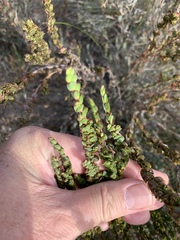 Cliffortia phyllanthoides