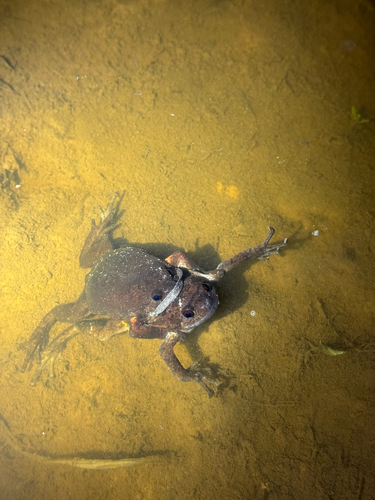 Kaloula baleata
