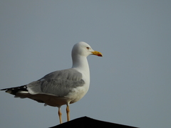 Larus michahellis