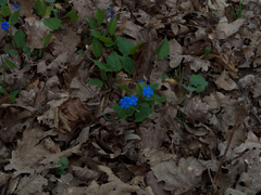 Omphalodes verna