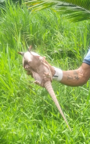 West Andean Long-nosed Armadillo